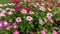 Field of pretty petite pink, white and red petals of Cape Periwinkle blooming on green leaves, small bud in a park