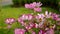 Field of pretty purple and pink petals of Cosmos flowers blooming on green leaves, small bud in a park , blurred lawn