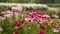 Field of pretty red and pink petals of Cosmos flowers blooming on green leaves, small bud in a park , blurred lawn