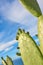 A field of prickly, green cacti against a cloudy blue sky in nature. Copyspace landscape view of a cactus plant and