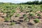 Field with pruned conifers in Holland