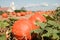 Field Pumpkins