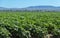 Field Pumpkins growing in the Mohave Valley