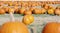 Field of pumpkins during the Halloween