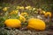 Field of pumpkins during harvest season