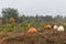 Field with pumpkins. Pumpkins field.
