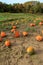Field of pumpkins still on trailing vines