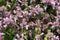 Field of puple alfalfa flowers.