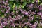 Field of puple alfalfa flowers in bloom.