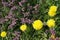 Field of puple alfalfa flowers and yellow dandelions.