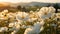 A field of pure white flowers swaying gently in the breeze.