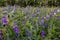 Field of purple baikal skullcap Scutellaria baicalensis flowers on a spring and sunny day