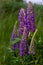 Field with purple and blue lupines. Summer wild flower in the meadow. Summer flower background. Selective focus