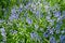 Field of purple bluebell flowers growing in a spring garden. Many pretty and colorful perennial flowering plants with