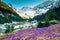 Field with purple crocus flowers and snowy mountains, Transylvania, Romania