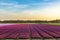 Field of purple daffodil flowers during sunset in Springtime sea