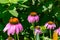 Field of purple Echinacea Coneflowers