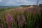 A field of purple fireweed flowers close to the seashore