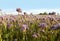 Field of purple flowering phacelia