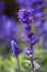 Field of Purple Flowers