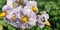 In the field, purple flowers and yellow stamens.