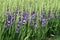 Field with purple gladiolus flowers