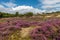 Field with purple heather in the dunes