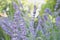 A field of purple lavender flowers under the sun