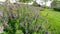 Field of purple little Turtle flower, petite petals blossom on green leaves under cloudy sky