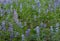 Field of Purple Lupine in Alpine Meadow