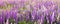 Field with purple lupins Lupinus. Spring-summer season