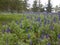 Field of Purple Lupinus pilosus Flowers