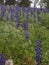 Field of Purple Lupinus pilosus Flowers