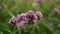 Field of purple petite petals of Vervian flower blossom on blurred green leaves, know as Purpletop vervian or verbena