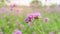 Field of purple petite petals of Vervian flower blossom on green leaves under sky, know as Purpletop vervian or verbena