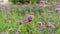 Field of purple petite petals of Vervian flower blossom on green leaves under sky, know as Purpletop vervian or verbena