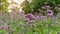 Field of purple petite petals of Vervian flower blossom on green leaves under sky, know as Purpletop vervian or verbena