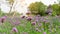 Field of purple petite petals of Vervian flower blossom on green leaves under sky, know as Purpletop vervian or verbena