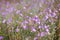 Field of purple pink flowers on the hillside Summer season