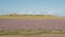 Field of purple sea lavender flowers in a salt marsh in Zwin nature reserve , with creeks and dunes . Knokke, Belgium