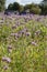 Field of purple tansy in Brittany