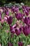 Field of purple tulip gesneriana