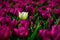 Field of purple tulips in Holland , spring time colourful flowers