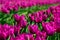 Field of purple tulips in Holland , spring time colourful flowers