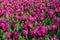 Field of purple tulips in Holland , spring time colourful flowers