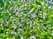 A field of purple Veronica persica flowers blooming