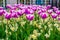 Field of purple and white tulip flowers with yellow daffodils, typical dutch ornamental flower gardens