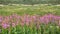 Field of purple wildflowers blooming in a Colorado mountain landscape