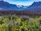 Field of purple wildflowers at Glacier National Park