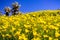 Field of Pygmy poppies Eschscholzia minutiflora growing during a super bloom in Anza Borrego Desert State Park, south California